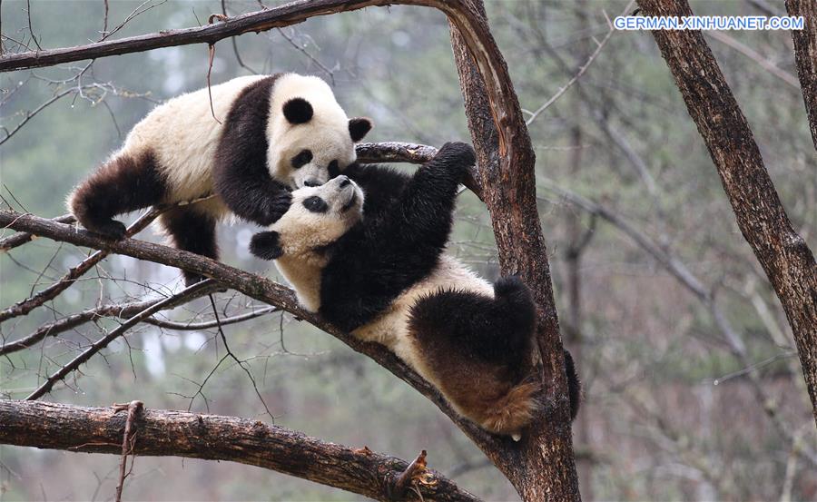 Riesenpandas tummeln sich in der Qinling Wild Panda-Trainingsbasis in