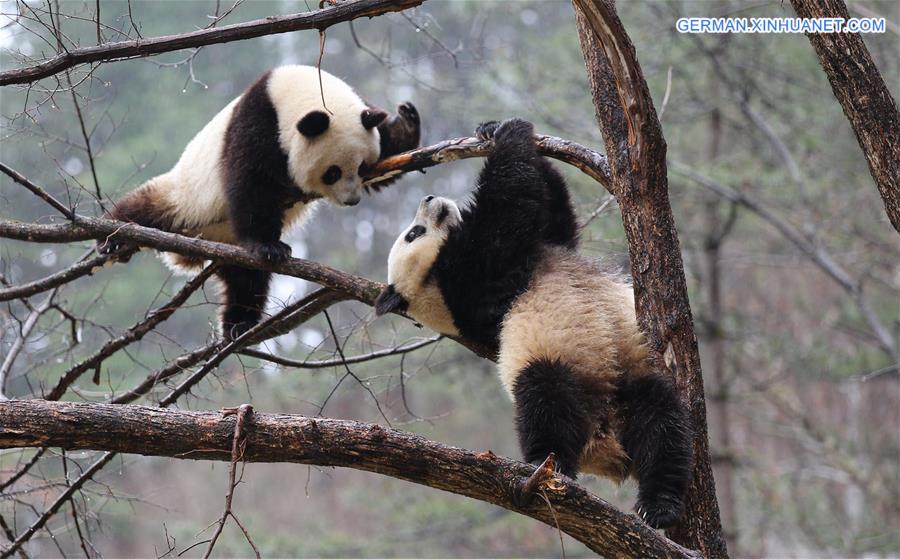 CHINA-SHAANXI-QINLING-PANDA (CN)