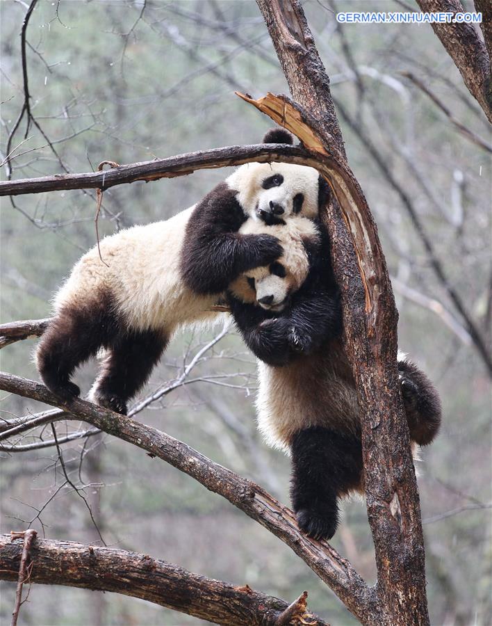 CHINA-SHAANXI-QINLING-PANDA (CN)