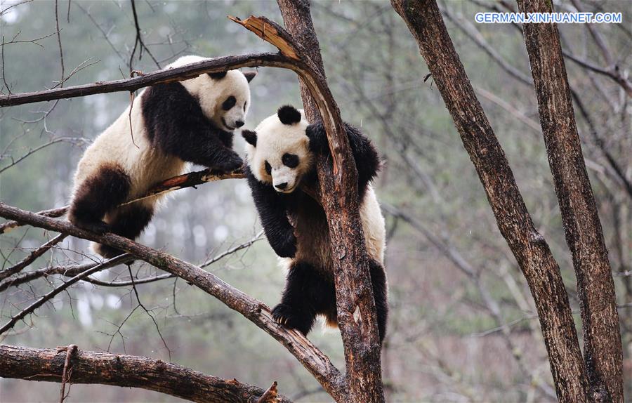 CHINA-SHAANXI-QINLING-PANDA (CN)