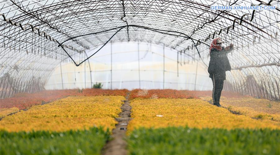 CHINA-LIAONING-ANSHAN-FLOWER CULTIVATION (CN)