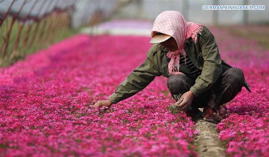 CHINA-LIAONING-ANSHAN-FLOWER CULTIVATION (CN)