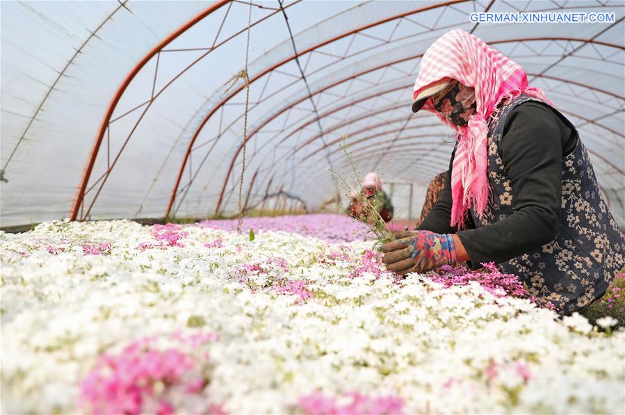 CHINA-LIAONING-ANSHAN-FLOWER CULTIVATION (CN)