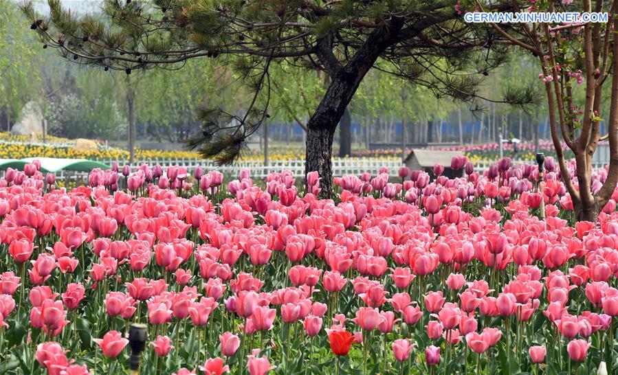 CHINA-TIANJIN-TULIP FLOWERS (CN)