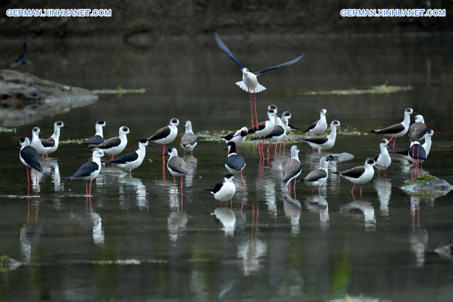 #CHINA-HUBEI-XUAN'EN-WILD BIRDS (CN)