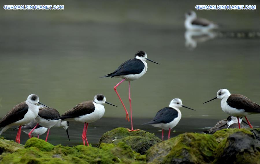 #CHINA-HUBEI-XUAN'EN-WILD BIRDS (CN)