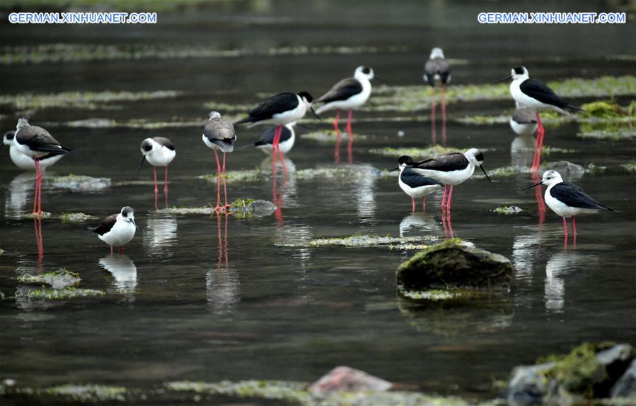 #CHINA-HUBEI-XUAN'EN-WILD BIRDS (CN)