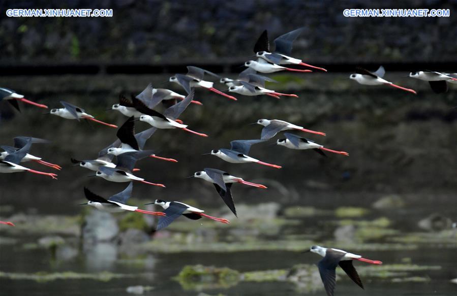 #CHINA-HUBEI-XUAN'EN-WILD BIRDS (CN)