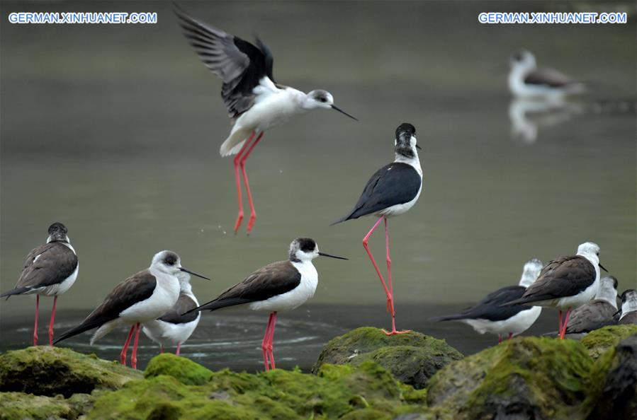 #CHINA-HUBEI-XUAN'EN-WILD BIRDS (CN)