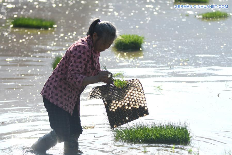 #CHINA-HUNAN-LOUDI-FARMING (CN)