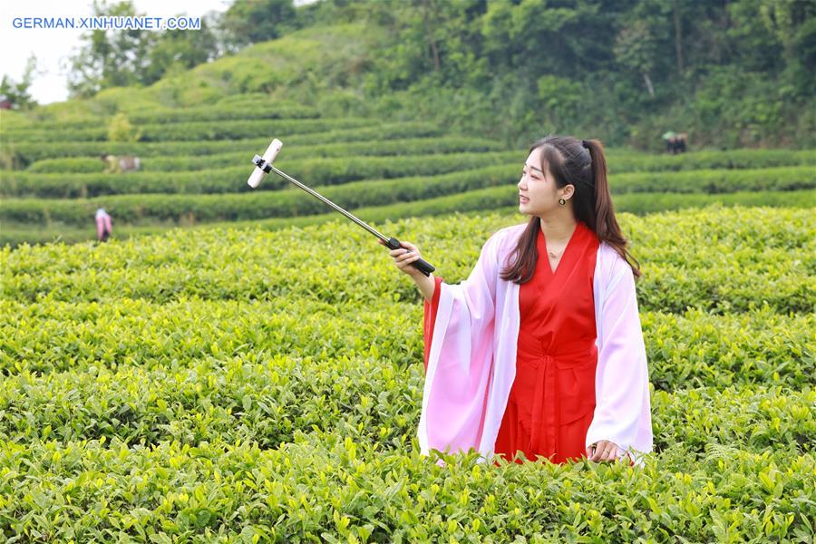 CHINA-GUIZHOU-YUQING-TEA-ONLINE PROMOTION (CN)