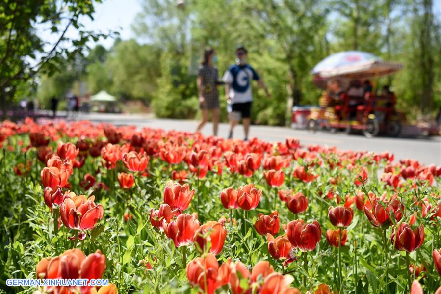 CHINA-XINJIANG-WUJIAQU-TULIPS (CN)