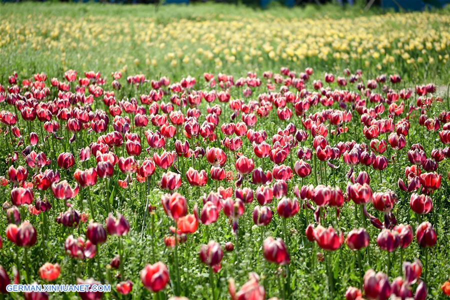 CHINA-XINJIANG-WUJIAQU-TULIPS (CN)