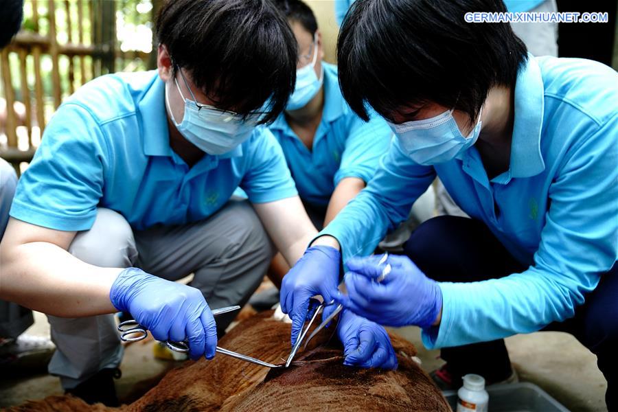 CHINA-SHANGHAI-ZOO-ANIMALS-HEALTH CHECK (CN)