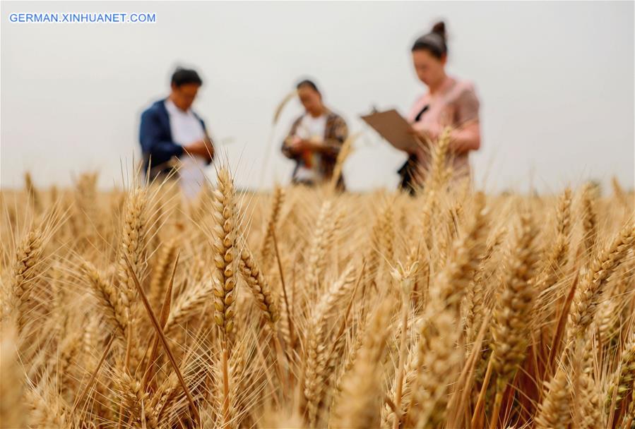 CHIAN-HEBEI-WHEAT-YIELD MONITORING (CN)