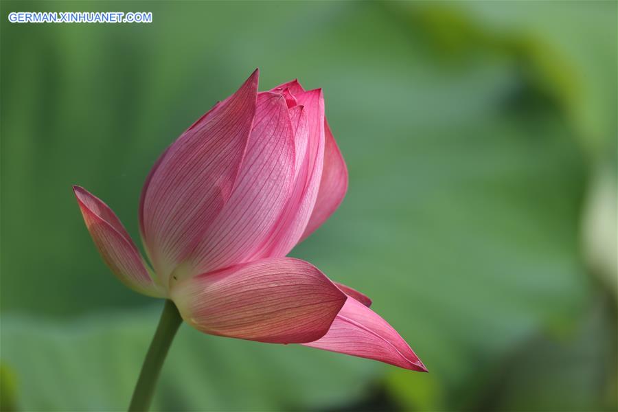 CHINA-GUIZHOU-YUPING-LOTUS (CN)