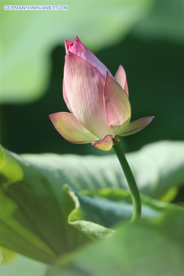 CHINA-GUIZHOU-YUPING-LOTUS (CN)