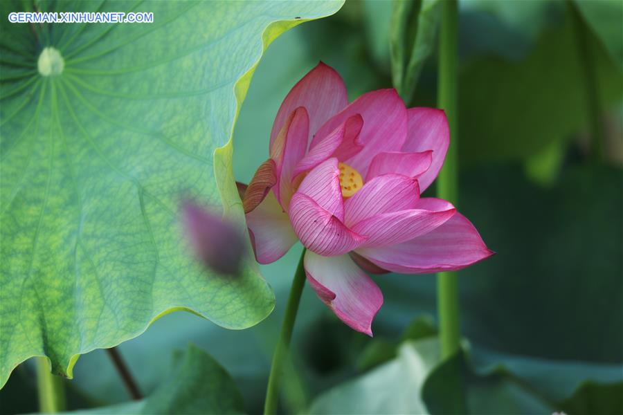 CHINA-GUIZHOU-YUPING-LOTUS (CN)