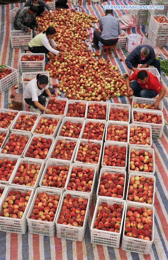 CHINA-GUIZHOU-YUPING-PEACH (CN)