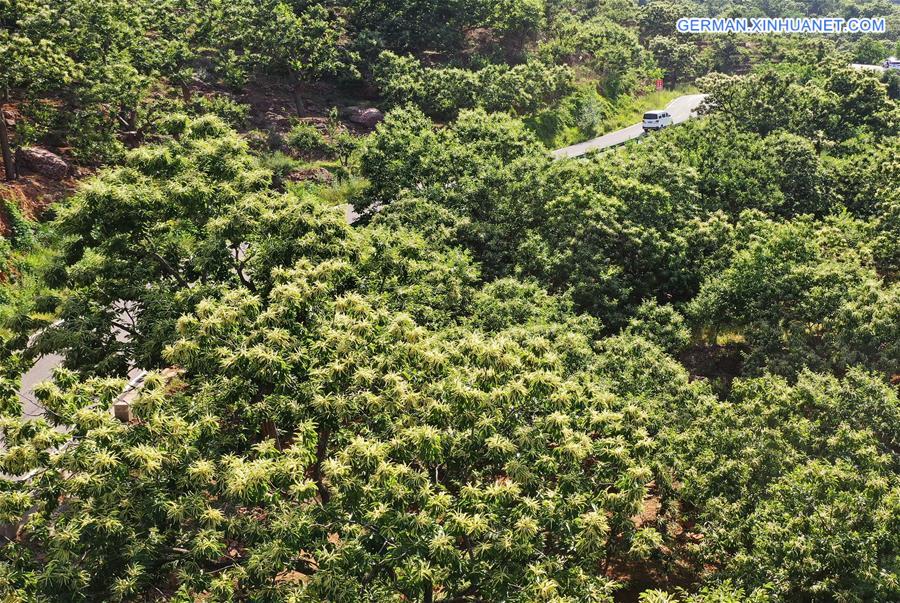 CHINA-HEBEI-CHESTNUT FLOWERS (CN)