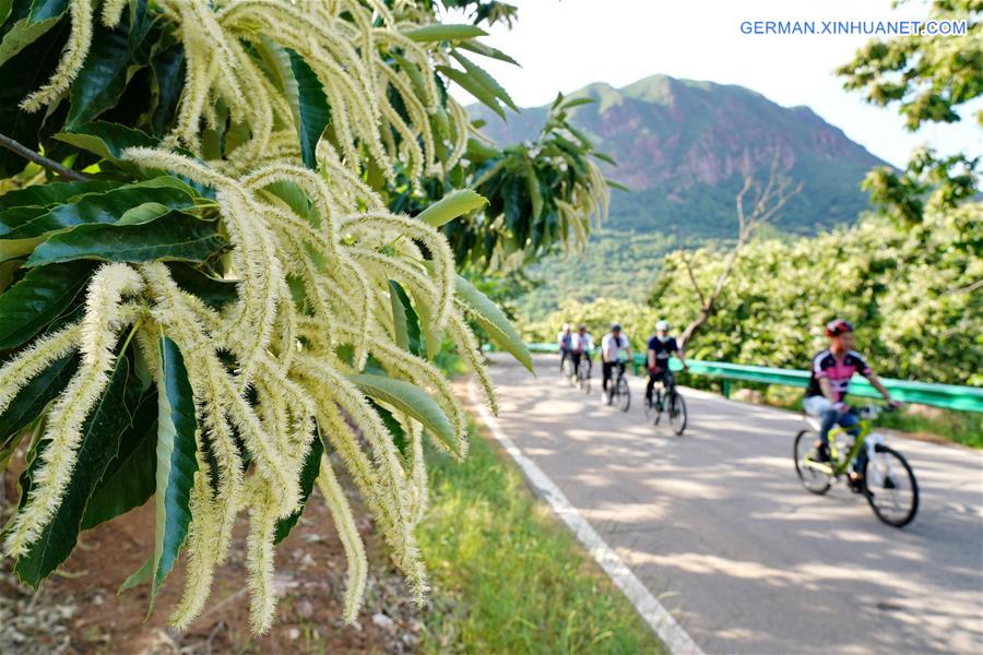 CHINA-HEBEI-CHESTNUT FLOWERS (CN)