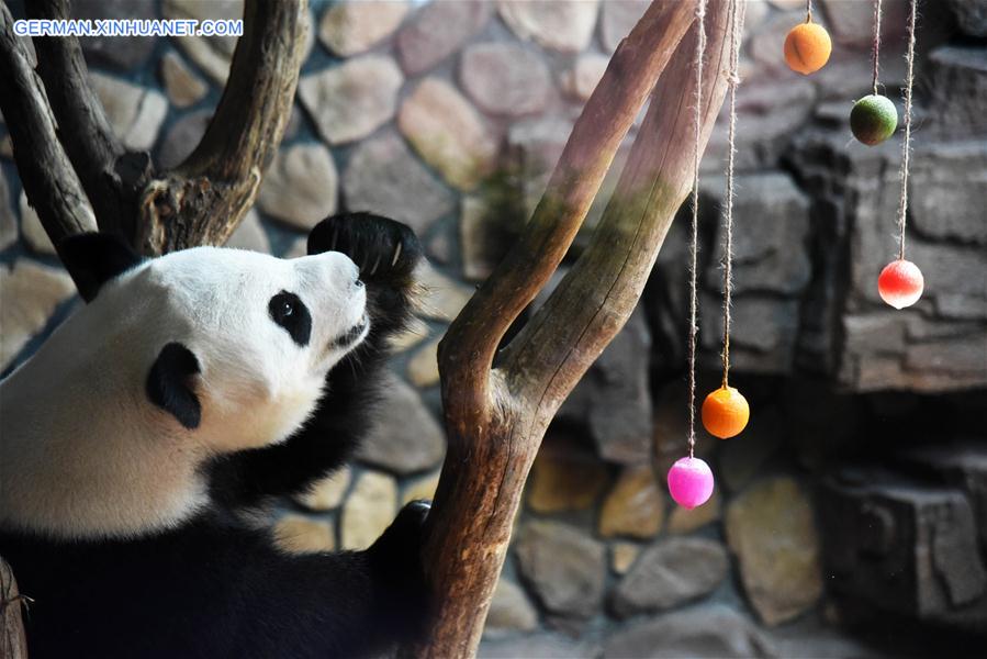 CHINA-SHANDONG-JINAN-GIANT PANDA-SUMMER (CN)