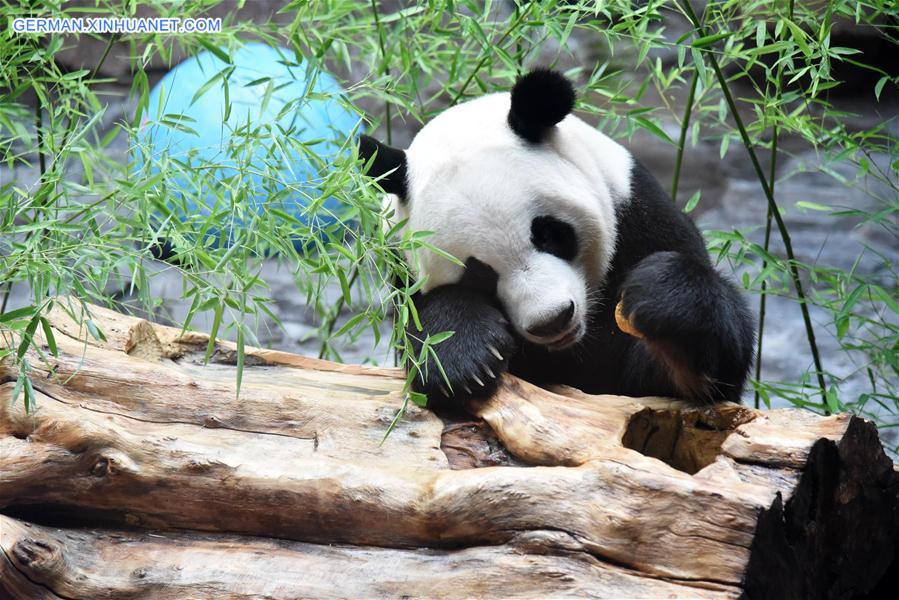 CHINA-SHANDONG-JINAN-GIANT PANDA-SUMMER (CN)