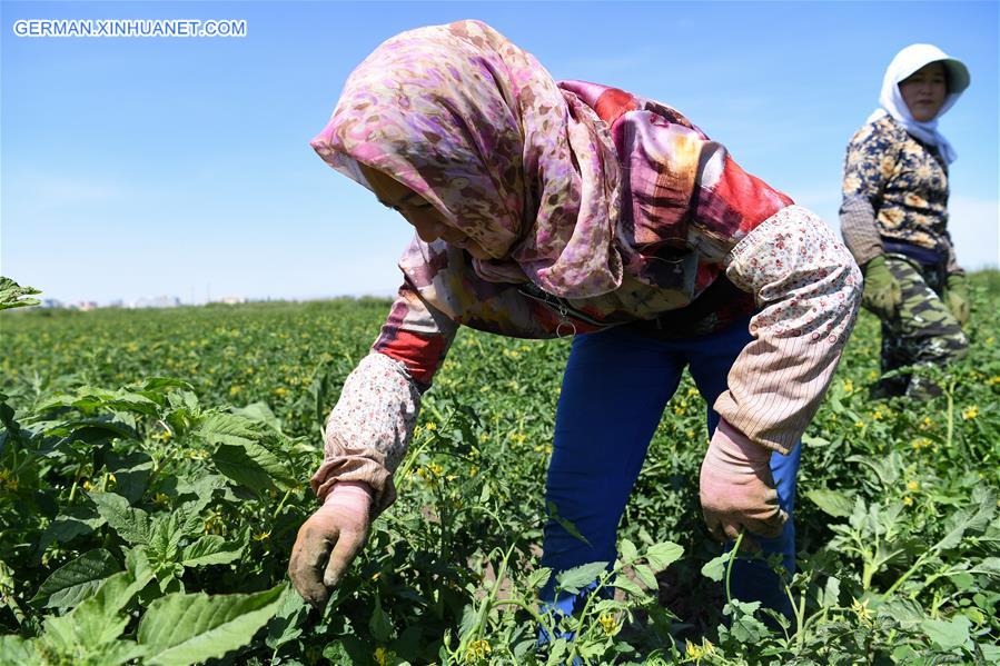 CHINA-XINJIANG-YANQI-AGRICULTURAL PRODUCTS (CN)