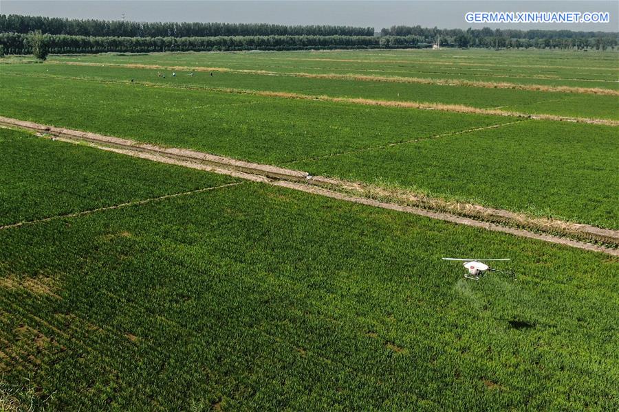 CHINA-LIAONING-AGRICULTURE-DRONE (CN)