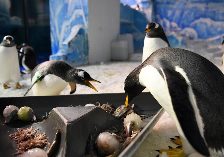 CHINA-HEILONGJIANG-PENGUIN-DRAGON BOAT FESTIVAL-ZONGZI (CN)