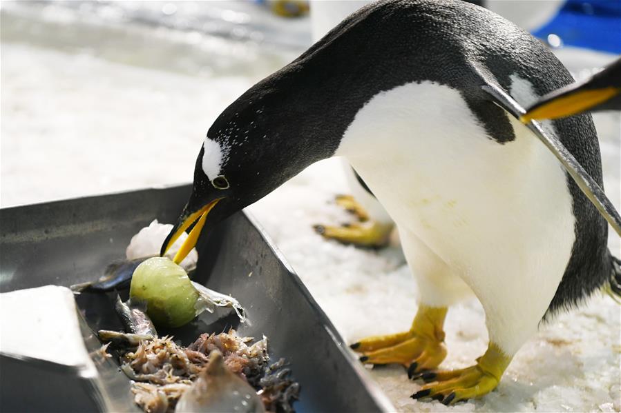 CHINA-HEILONGJIANG-PENGUIN-DRAGON BOAT FESTIVAL-ZONGZI (CN)