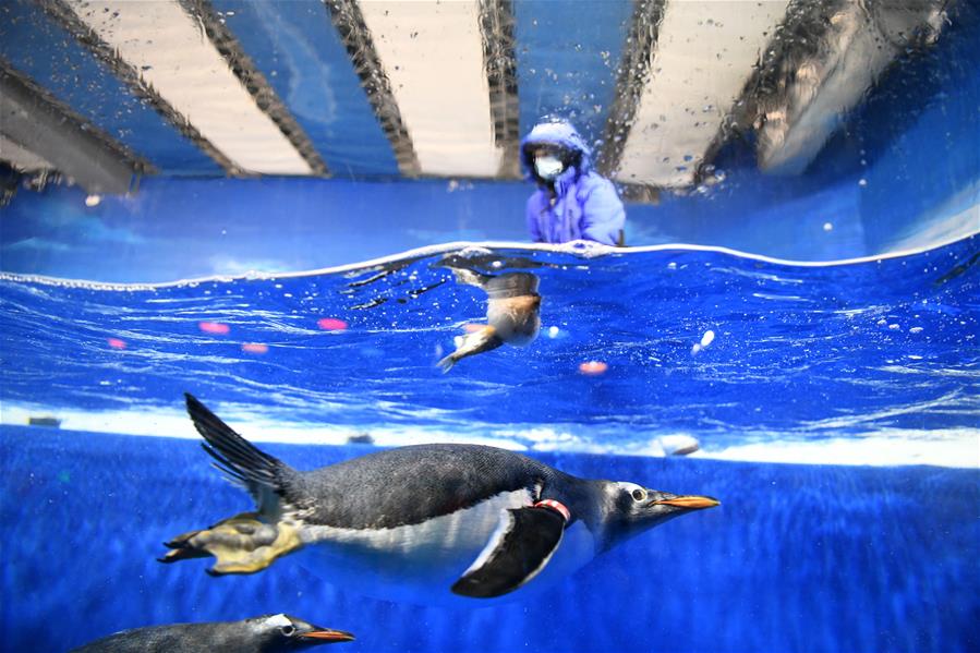CHINA-HEILONGJIANG-PENGUIN-DRAGON BOAT FESTIVAL-ZONGZI (CN)