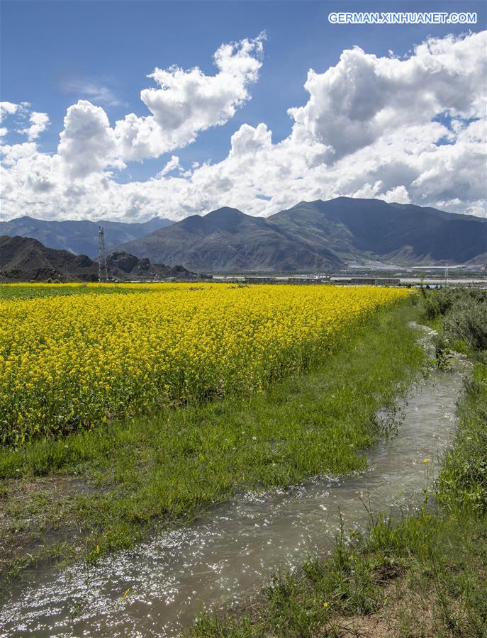 CHINA-TIBET-LHASA-COLE FLOWERS (CN)