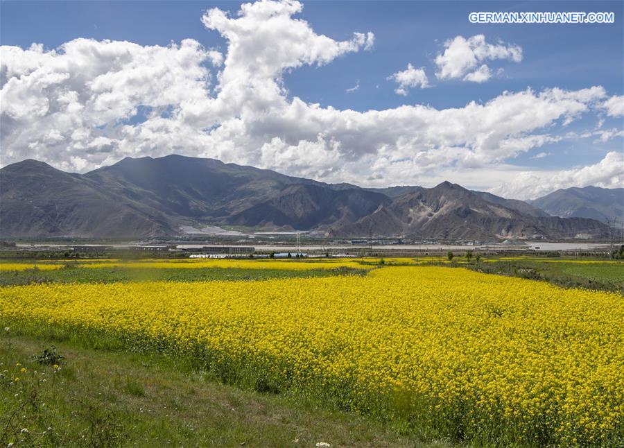 CHINA-TIBET-LHASA-COLE FLOWERS (CN)