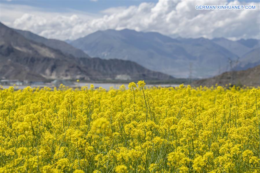 CHINA-TIBET-LHASA-COLE FLOWERS (CN)