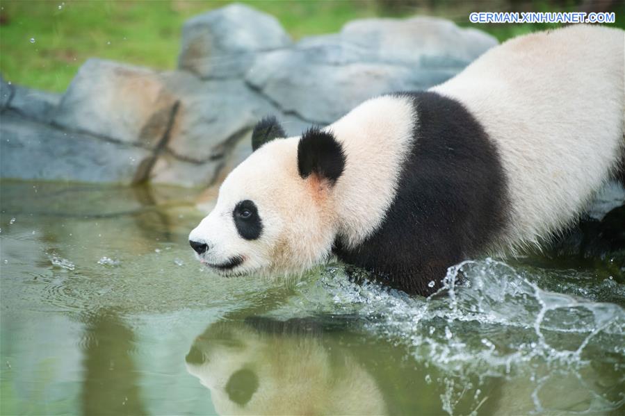 CHINA-HUNAN-XIANGXI-GIANT PANDA-GARDEN-OPENING (CN)