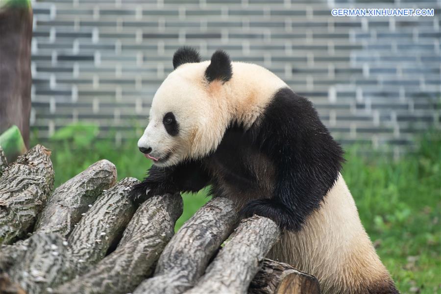 CHINA-HUNAN-XIANGXI-GIANT PANDA-GARDEN-OPENING (CN)
