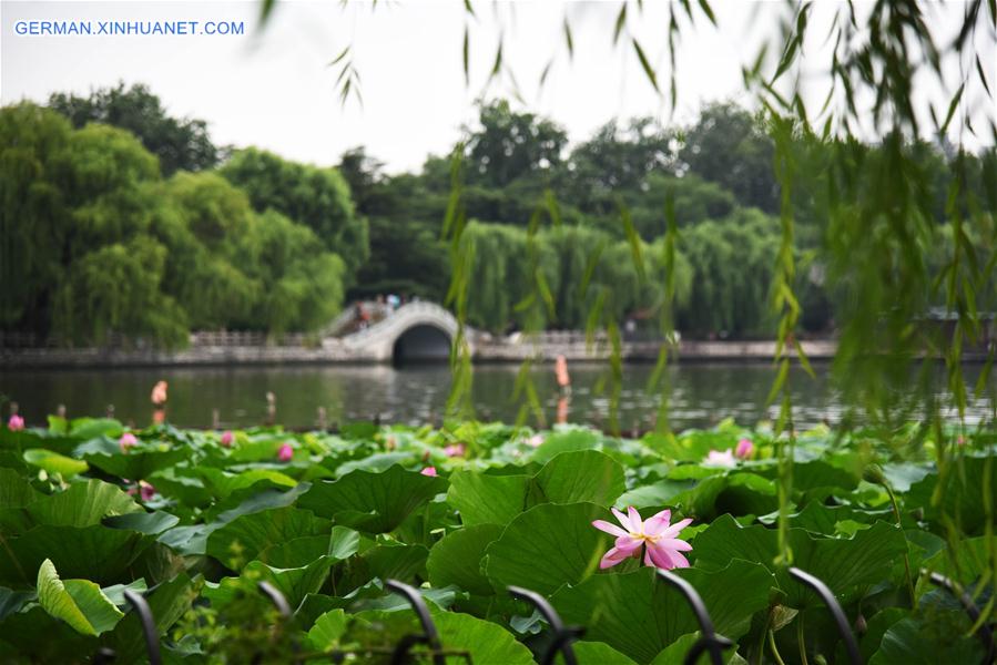 CHINA-SHANDONG-JINAN-LOTUS (CN)