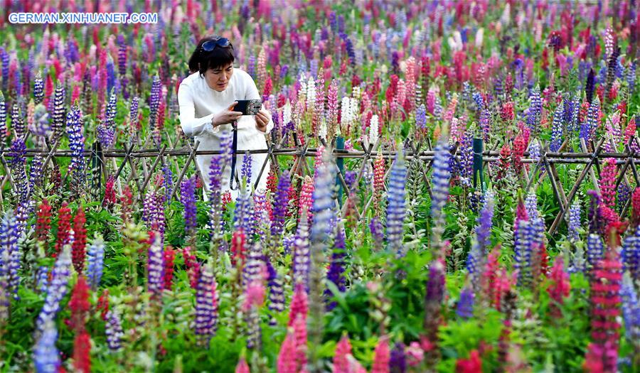 CHINA-SHAANXI-TAIBAI-LUPIN FLOWER INDUSTRY PARK (CN)