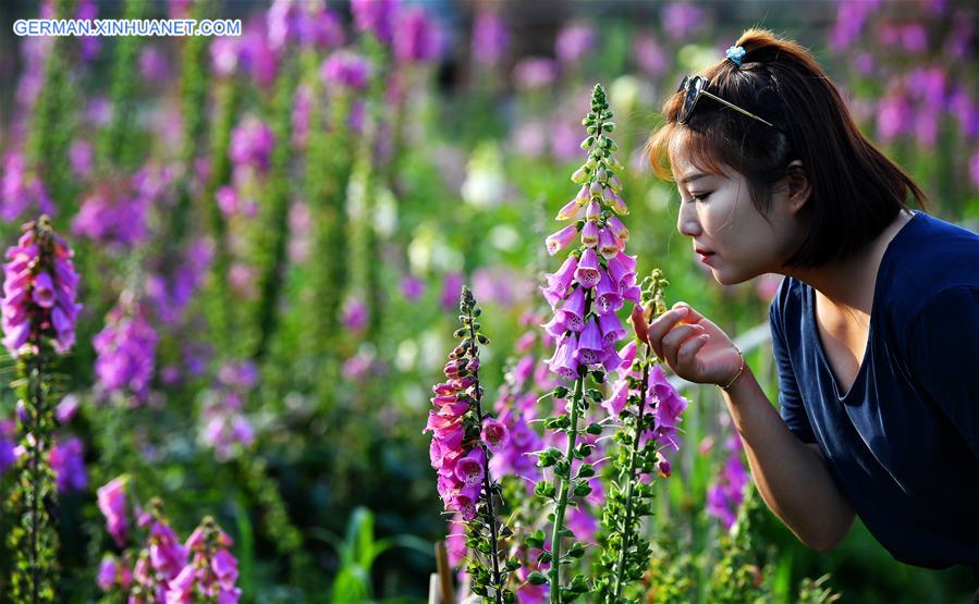 CHINA-SHAANXI-TAIBAI-LUPIN FLOWER INDUSTRY PARK (CN)