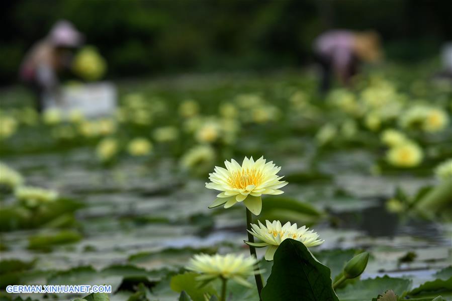 #CHINA-GUANGXI-LOTUS FLOWER-HARVEST (CN)