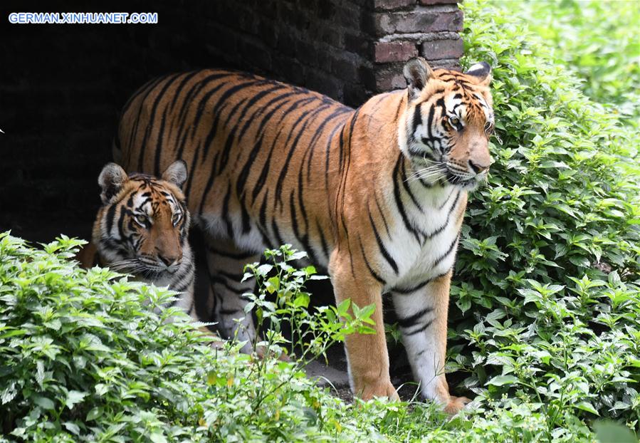 CHINA-FUJIAN-SOUTH CHINA TIGERS-NATURE RESERVE (CN)