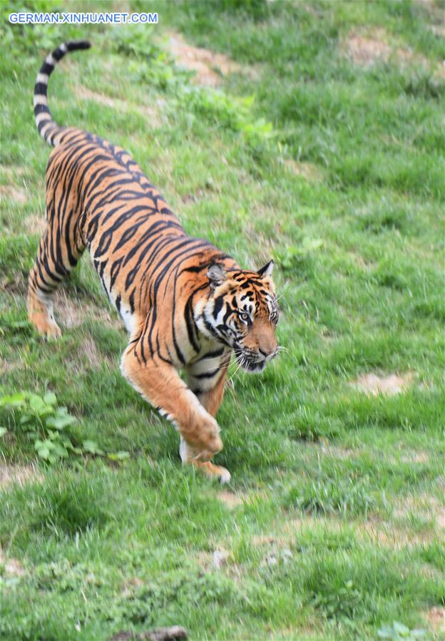 CHINA-FUJIAN-SOUTH CHINA TIGERS-NATURE RESERVE (CN)