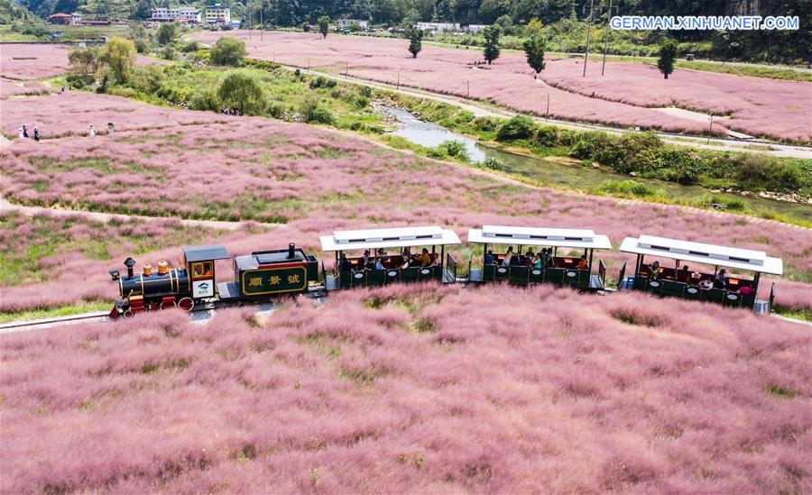CHINA-GUIZHOU-PINK GRASS-TOURISM (CN)