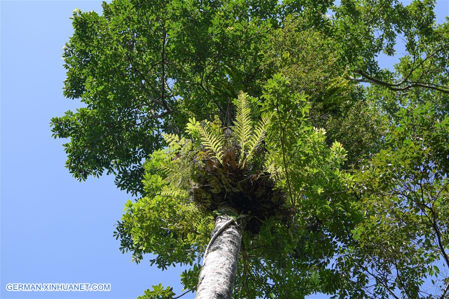 CHINA-HAINAN-TROPICAL RAINFOREST-SCENERY (CN)