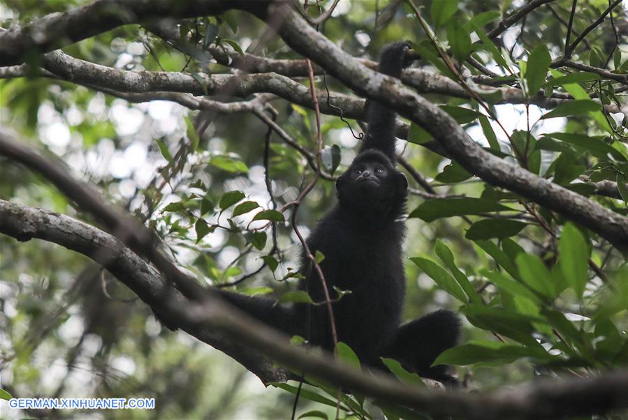 CHINA-HAINAN-TROPICAL RAINFOREST-SCENERY (CN)