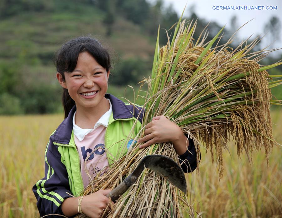 #CHINA-GUIZHOU-BIJIE-RICE-FISH-HARVEST (CN)