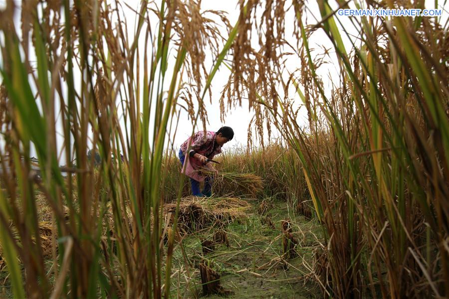 #CHINA-GUIZHOU-BIJIE-RICE-FISH-HARVEST (CN)
