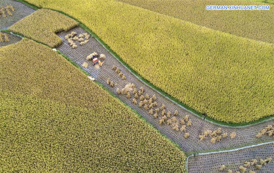 #CHINA-GUIZHOU-BIJIE-RICE-FISH-HARVEST (CN)