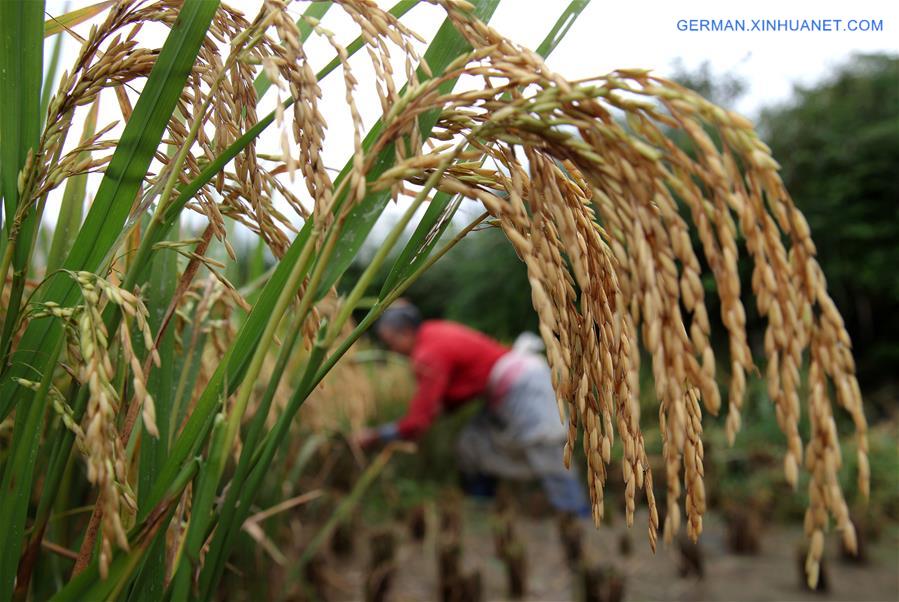 #CHINA-GUIZHOU-BIJIE-RICE-FISH-HARVEST (CN)